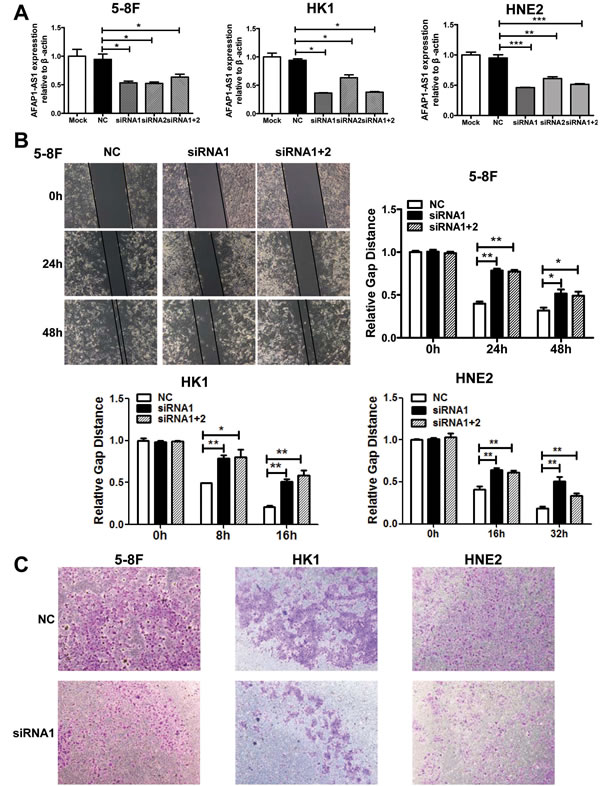 AFAP1-AS1 knockdown suppressed tumor cell migration and invasion  in vitro