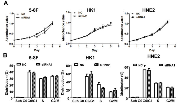 AFAP1-AS1 knockdown didn&#x2019;t affect cell viability cell cycle distribution and apoptosis  in vitro