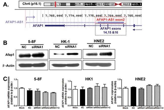 AFAP1-AS1 knockdown upregulated the expression of AFAP1 protein