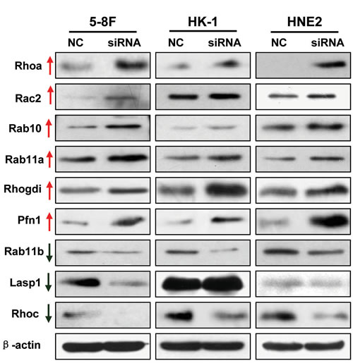 Validation of differentially expressed proteins identified by proteomics