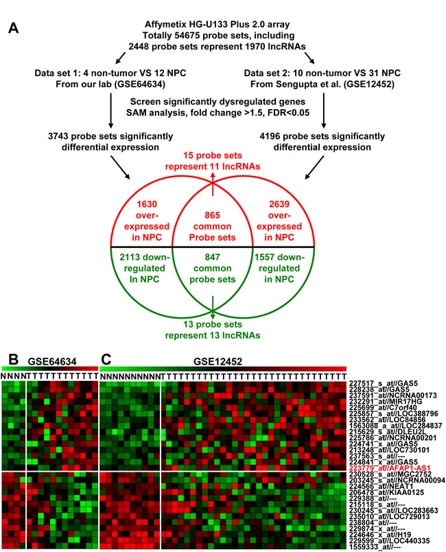 Dysregulated lncRNA expression analysis using two independent NPC cohorts and cDNA microarray analysis