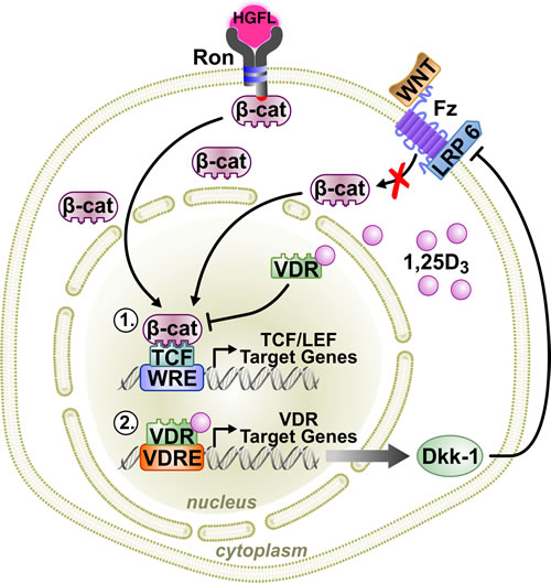 A working model of VDR signaling in Ron-mediated breast cancer.