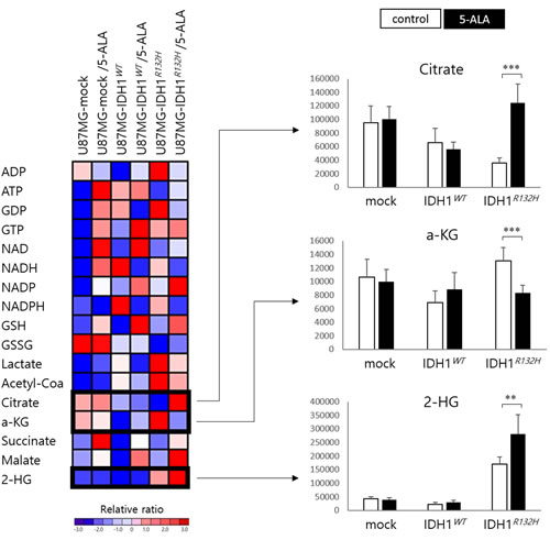 Heat map illustrating the relative ratio of the metabolites expressed in U87MG cells with vector only, the