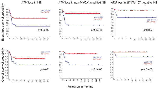 ATM deletion correlates with lower EFS and OS, independently of MYCN amplification.