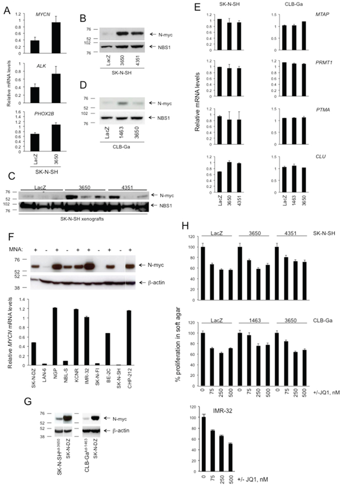 The effects of ATM silencing on SK-N-SH or CLB-Ga cells do not appear to require MYCN.