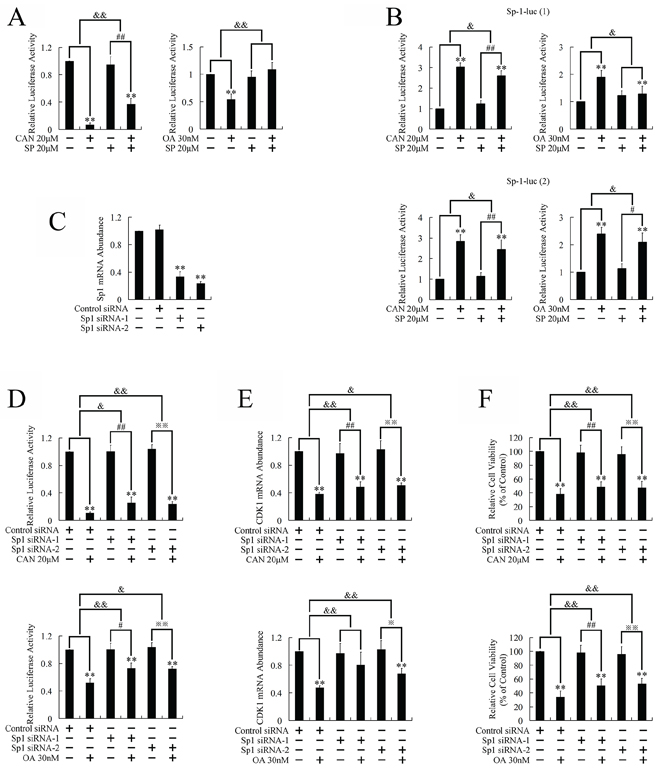 Involvement of transcriptional factor Sp1 in the JNK/CDK1 dependent cytotoxicity of PP2A inhibitors against PANC-1 cells.