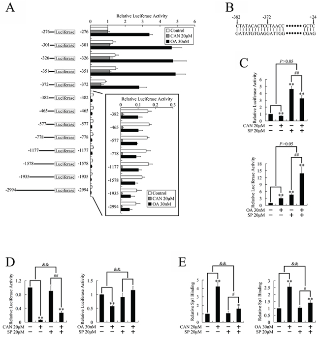 Identification of the CDK1 promoter regions which responded to PP2A inhibitors in PANC-1 cells.