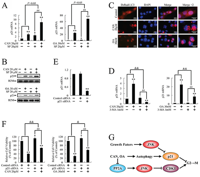 Regulation of p21 expression by cantharidin and OA in PANC-1 cells.