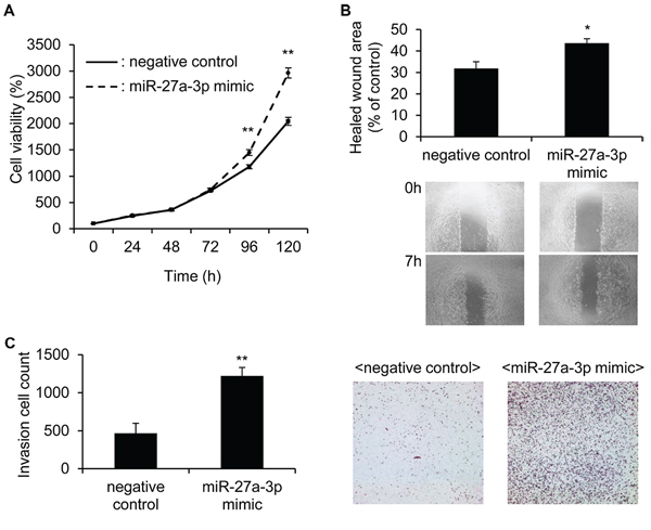 miR-27a-3p mimic significantly increased the cell growth, motility and invasion ability in 786-O cells.