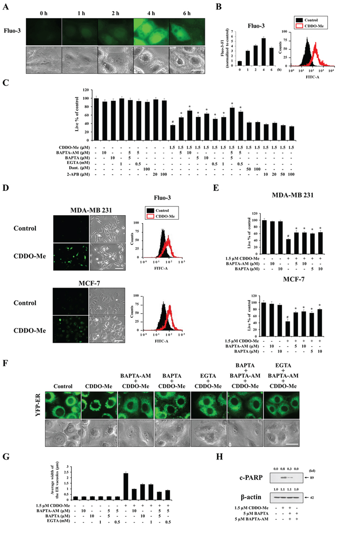 Ca2+ influx is critical for CDDO-Me&#x2013;induced vacuolation and subsequent apoptotic cell death.