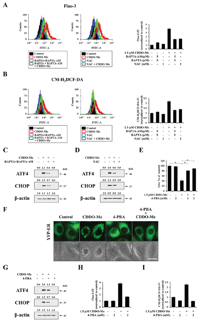CDDO-Me&#x2013;induced Ca2+ influx, ROS generation, protein misfolding modulate each other, critically contributing to vacuolation and subsequent apoptosis.
