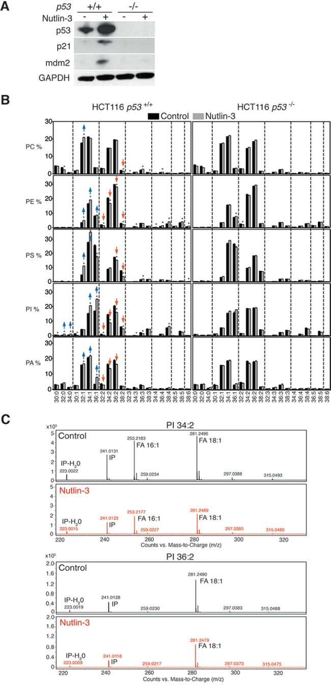 p53 activation reduces mono-unsaturation of phospholipids in cancer cells.