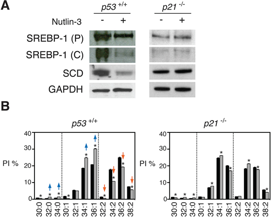 p53-induced changes in SREBP1c, SCD and membrane phospholipids are partially dependent on p21.
