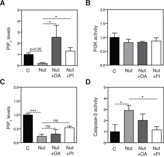 Effect of nutlin-3 and mono-unsaturated lipids on PIP2 / PIP3 levels and on cell death induction.