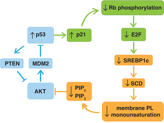 Graphical overview of the mechanism underlying p53-regulation of the AKT pathway through modulation of phospholipid mono-unsaturation.