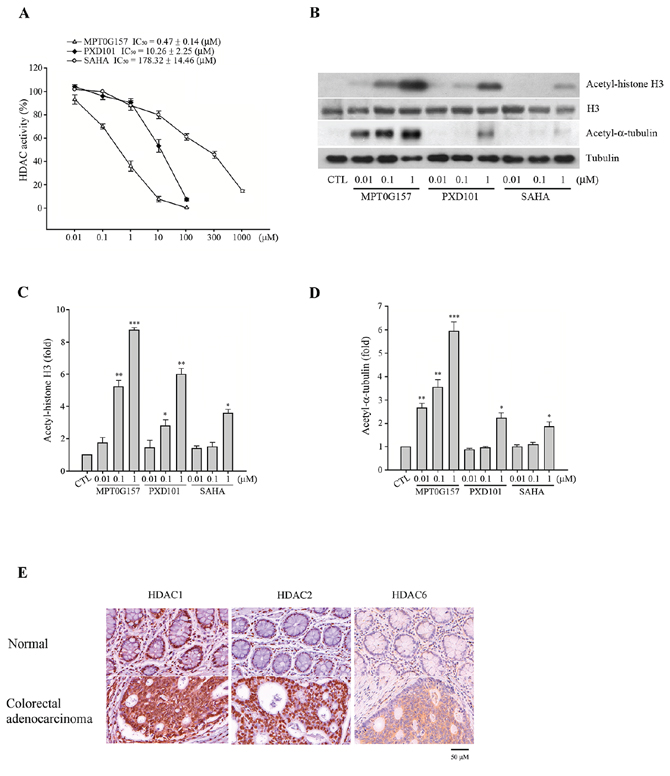 MPT0G157 exhibited potent HDACs inhibitory effect.