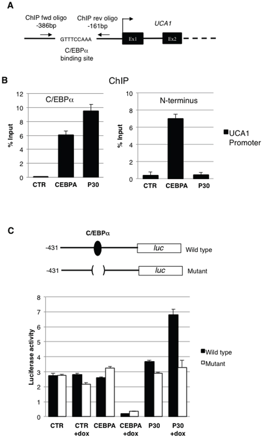 C/EBP&#x03B1;-p30 regulates UCA1 expression.