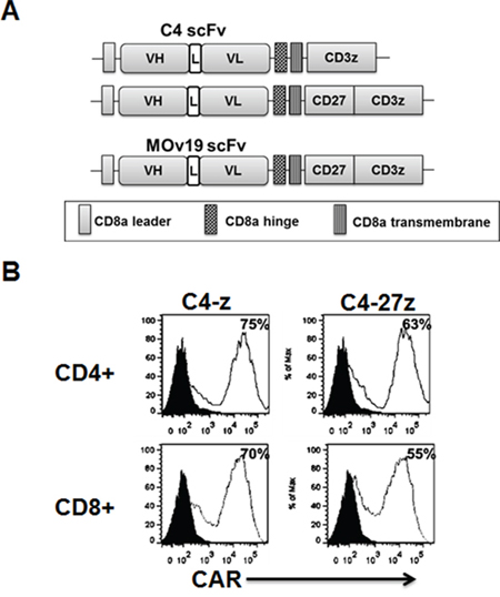 Generation of folate receptor alpha (&#x03B1;FR)-specific fully human chimeric antigen receptor (CAR) T cells.