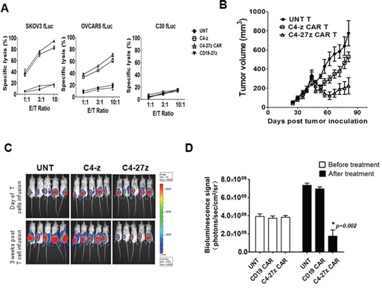 Antitumor activity of human T cells expressing C4 CAR in vitro and in vivo.