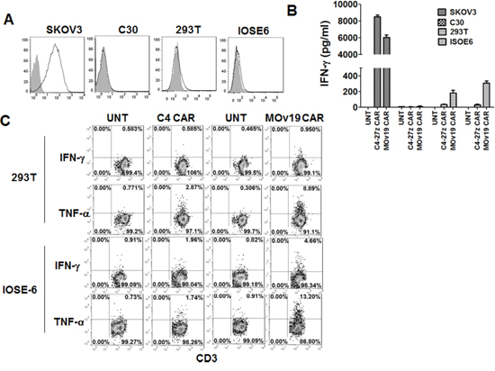 C4 CAR T cells showed minimal cytokine release in vitro.