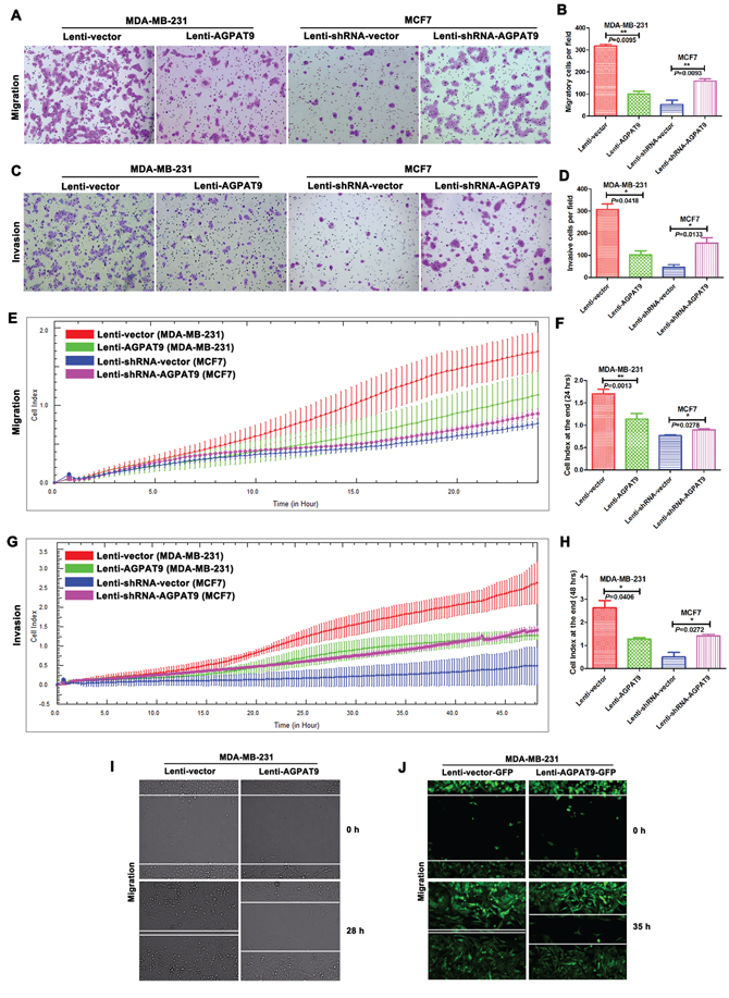 AGPAT9 inhibited breast cancer cell migration and invasion.