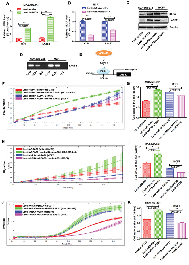 AGPAT9 overexpression resulted in increased expression of LASS2.