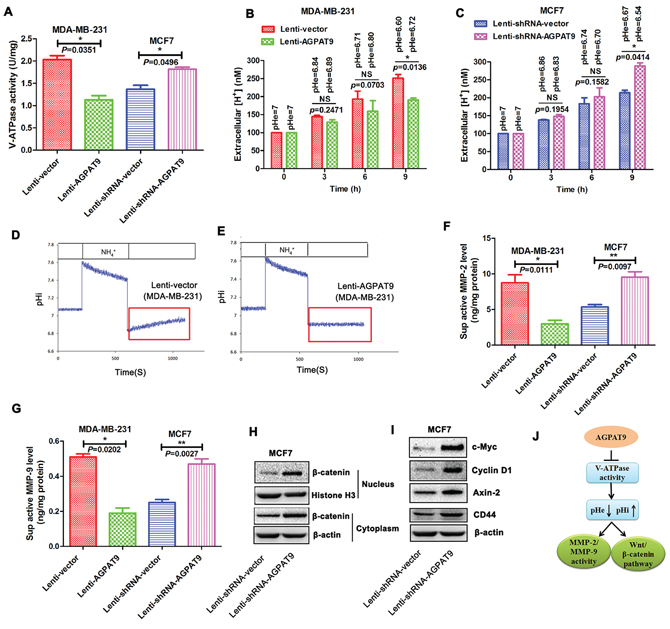 Effect of AGPAT9 on the V-ATPase activity, MMP-2 activity, MMP-9 activity and Wnt/&#x03B2;-catenin pathway.