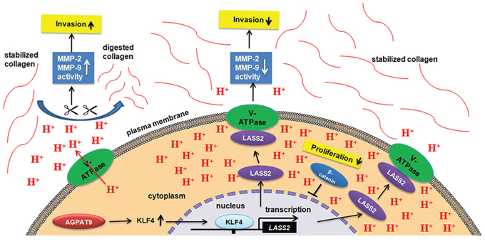 Effect of AGPAT9 on the Wnt/&#x03B2;-catenin pathway.