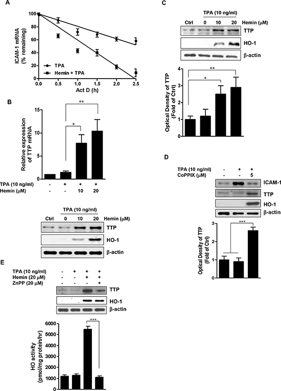Effect of HO-1 on the stability of ICAM-1 mRNA and TTP expression.