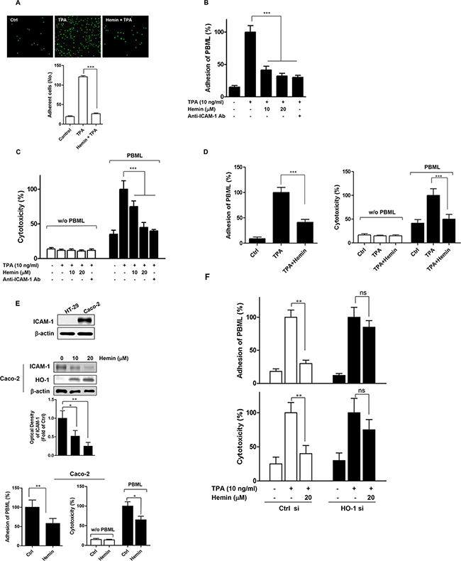Effects of HO-1 on the PBML adhesion to and PBML-mediated cytotoxicity against CRC cells.