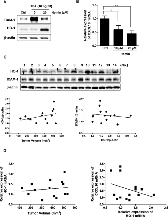 Expressions of HO-1, ICAM-1 and CXCL10 in xenograft tumors.