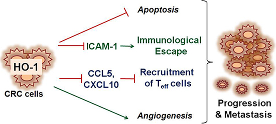 Schematic depiction of proposed mechanism associated with HO-1-mediated CRC progression and metastasis.