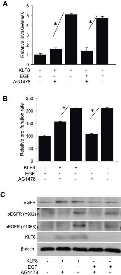 KLF8 promotes EGFR-dependent invasion and proliferation.