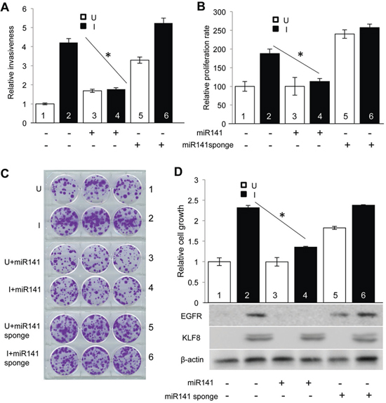 Downregulation of miR141 is required for KLF8 to promote invasion and proliferation.