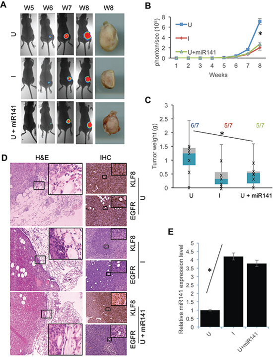 Overexpression of miR141 recapitulates the inhibitory effect of KLF8 knockdown on the tumor growth and invasion in the breasts.