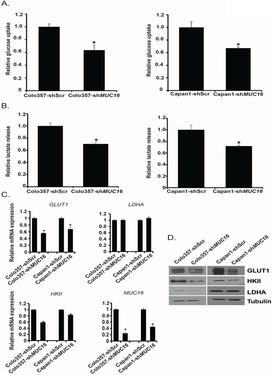 MUC16 knockdown diminishes glycolytic activity and glycolytic gene expression.