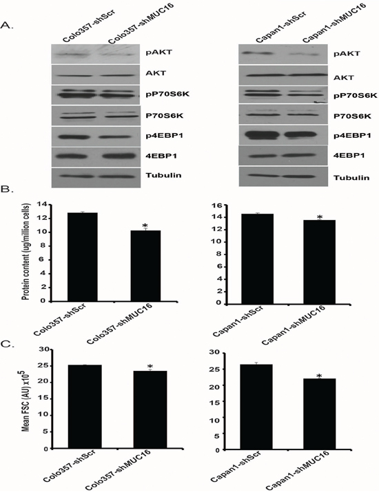 MUC16 knockdown reduces Akt and mTORC1 activation.