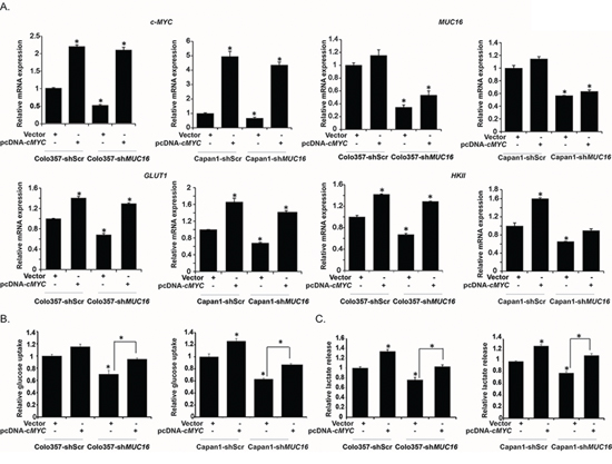 Overexpression of c-MYC in MUC16 knockdown cells reverses the glycolytic inhibition.