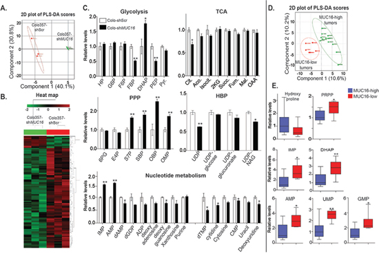 MUC16 alters glycolysis, PPP and nucleotide metabolism in both pancreatic cancer cells and MUC16 expressing tumors.