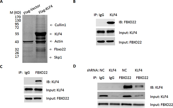FBXO22 interacts with KLF4 in vivo.