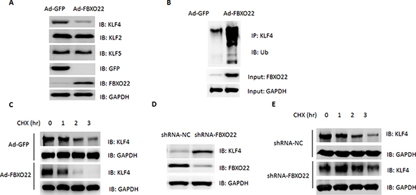 FBXO2 promotes KLF4 turnover in HCC cells.