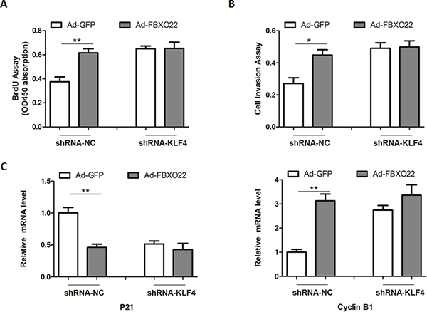 The oncogenic roles of FBXO22 rely on its regulation of KLF4.