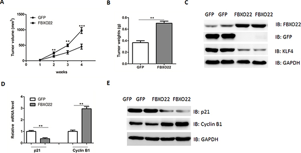 FBXO22 promote HCC growth in vivo.