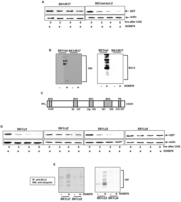 Importance of the lysine 17, BH2 or 4 in Bcl-2 degradation.