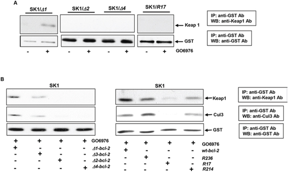 Identification of the interaction domains or residues of Bcl-2 with Keap 1 and Cul3.