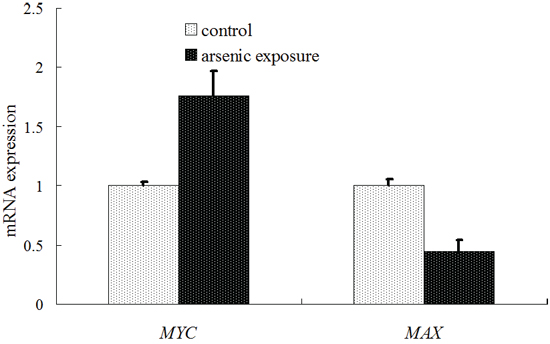 Diagram of the detection results of MYC and MAX mRNA expression using real-time PT-PCR.