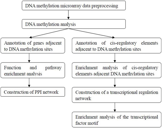 The bioinformatics analysis flowchart of the DNA methylation microarray detection results.