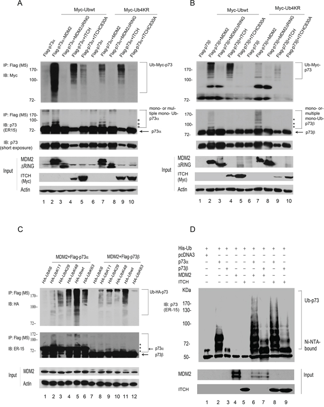 MDM2 promotes p73 ubiquitination in vivo.