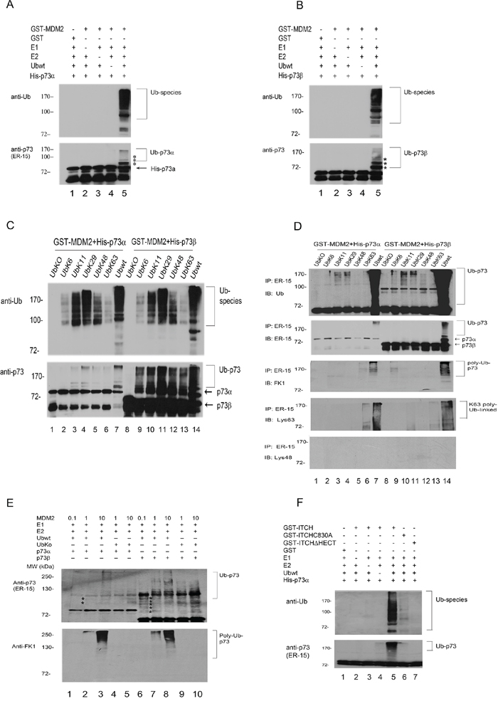 MDM2 is an E3 ligase for p73 in vitro.