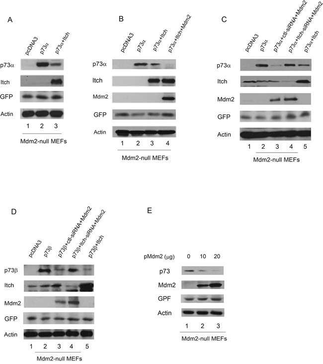 Overexpression of Mdm2 promotes p73 degradation in Mdm2-null MEFs.